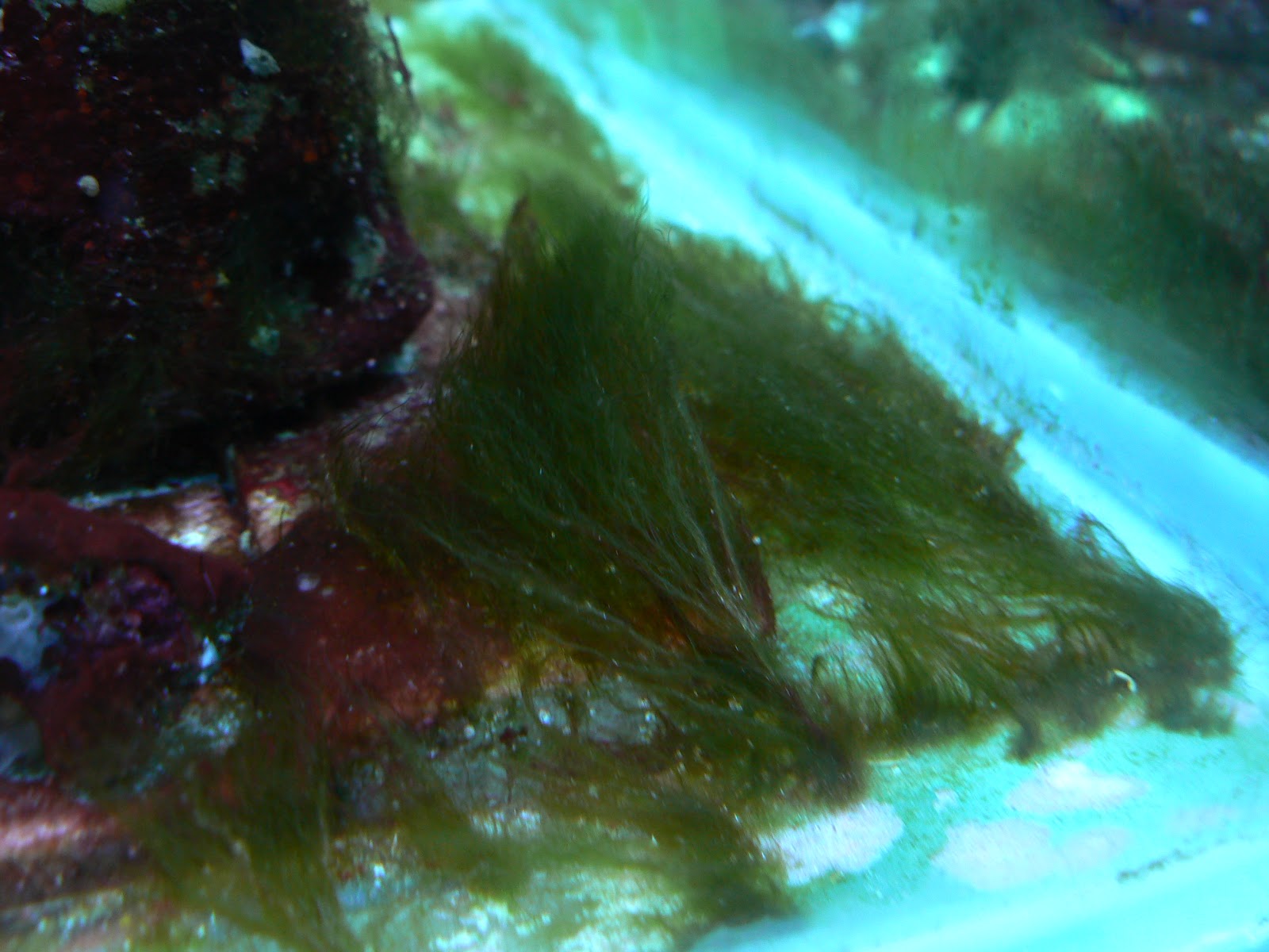 Kaya's Reef Tree War with Hair Algae