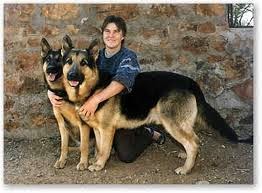 Jerman Shephard (Alsatian) Jerman Shephard (Alsatian)