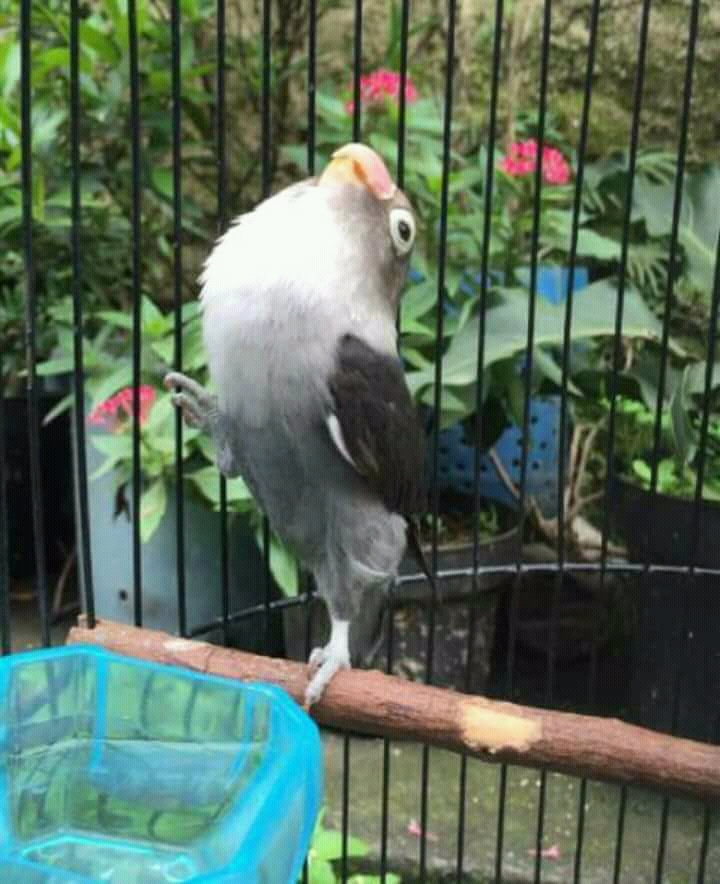 Cara Seting Konslet Untuk Lovebird Jantan Dewasa Pamankicau