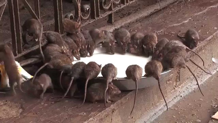 Templo dos ratos