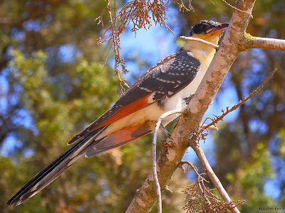 Greater Spotted Cuckoo