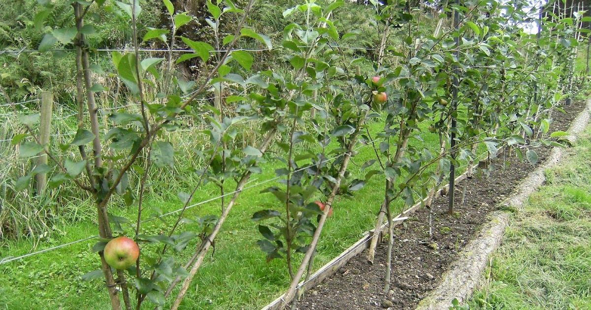 Farlands Smallholding and Holiday Cottage Fruit, Nut & Orchard Tour