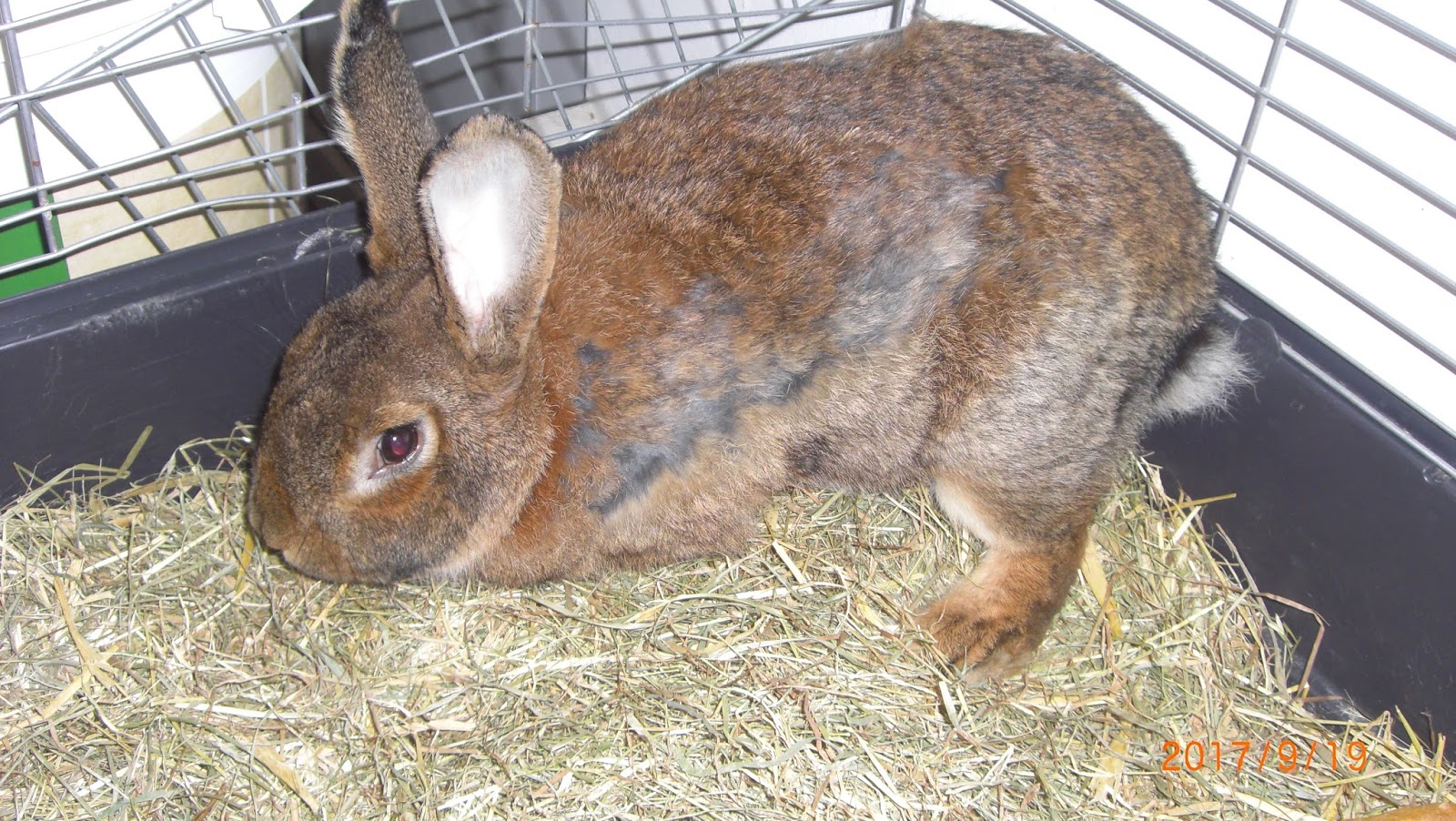 tierheim stadthagen woodenbild )