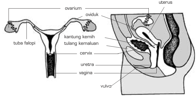 Organ Reproduksi Wanita  dan Fungsinya Belajar Itu Mudah