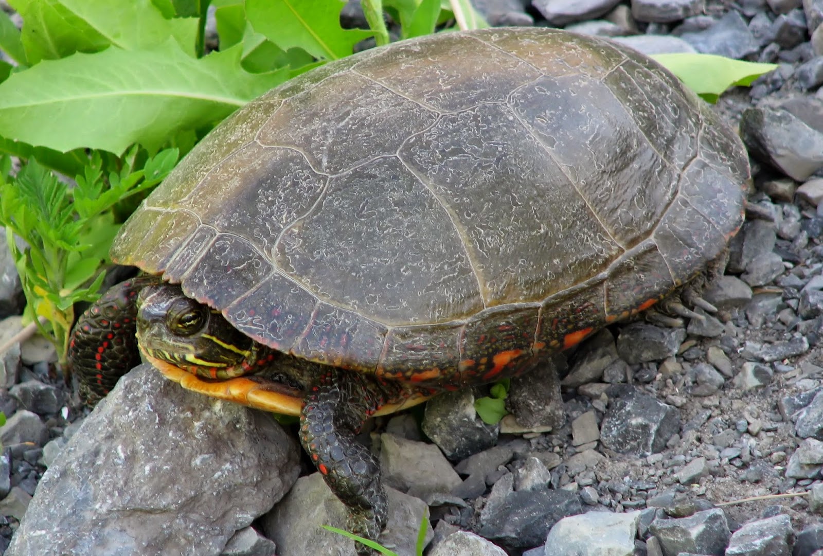 Can You Let Pet Turtles Free