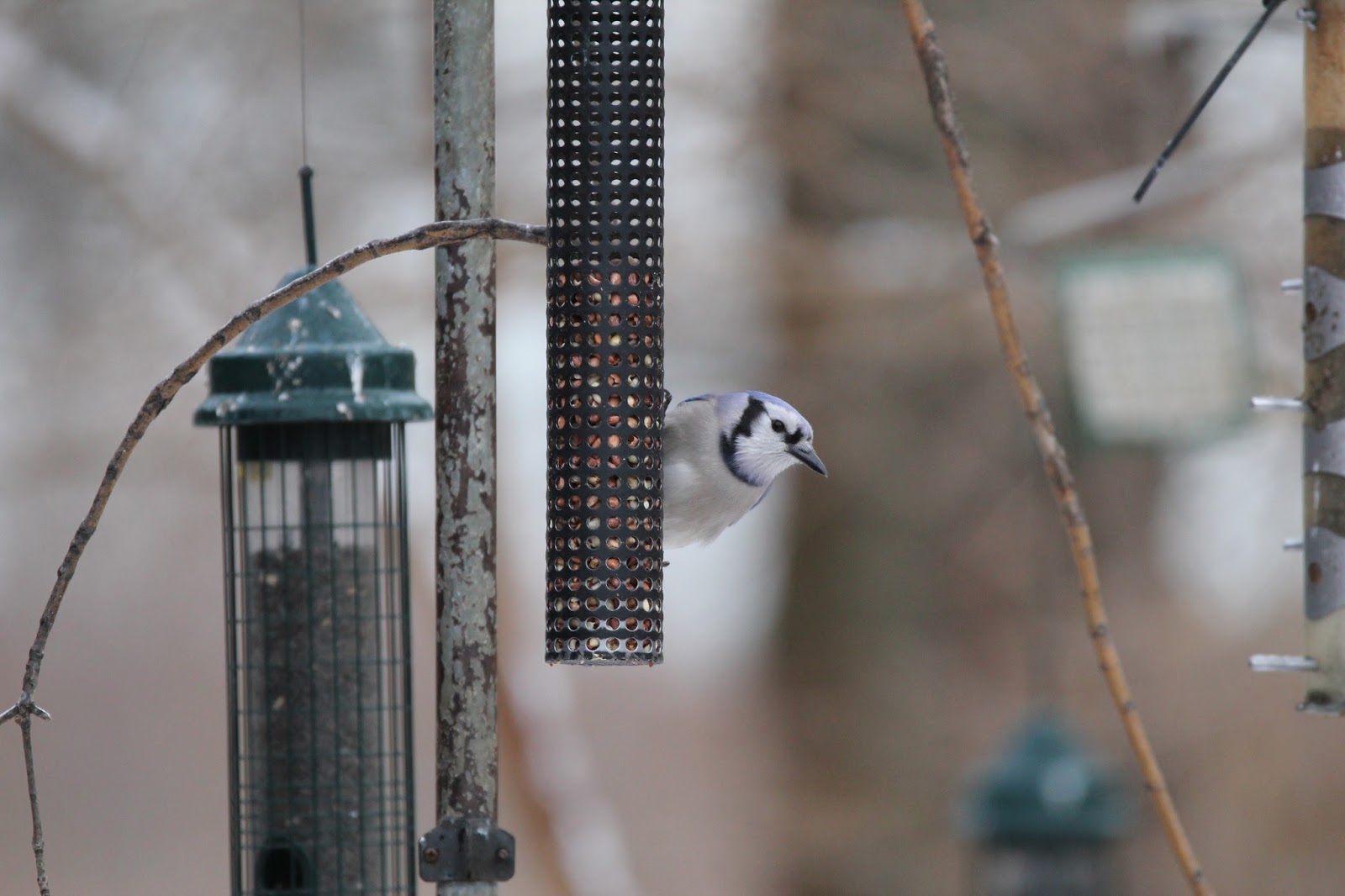 Birds, Bugs, and Botany 2016