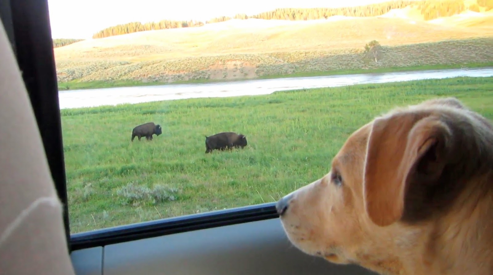 The Earth Minute: Do Raccoons Come Out During the Day?