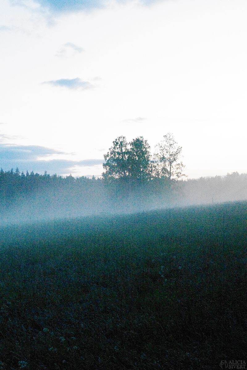 Photo by Alicia Sivertsson. uttersberg dimma fog dusk skymning sommarkväll sommarnatt kväll äng
