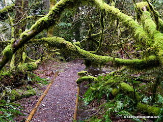 federation forest state park hikingwithmybrother