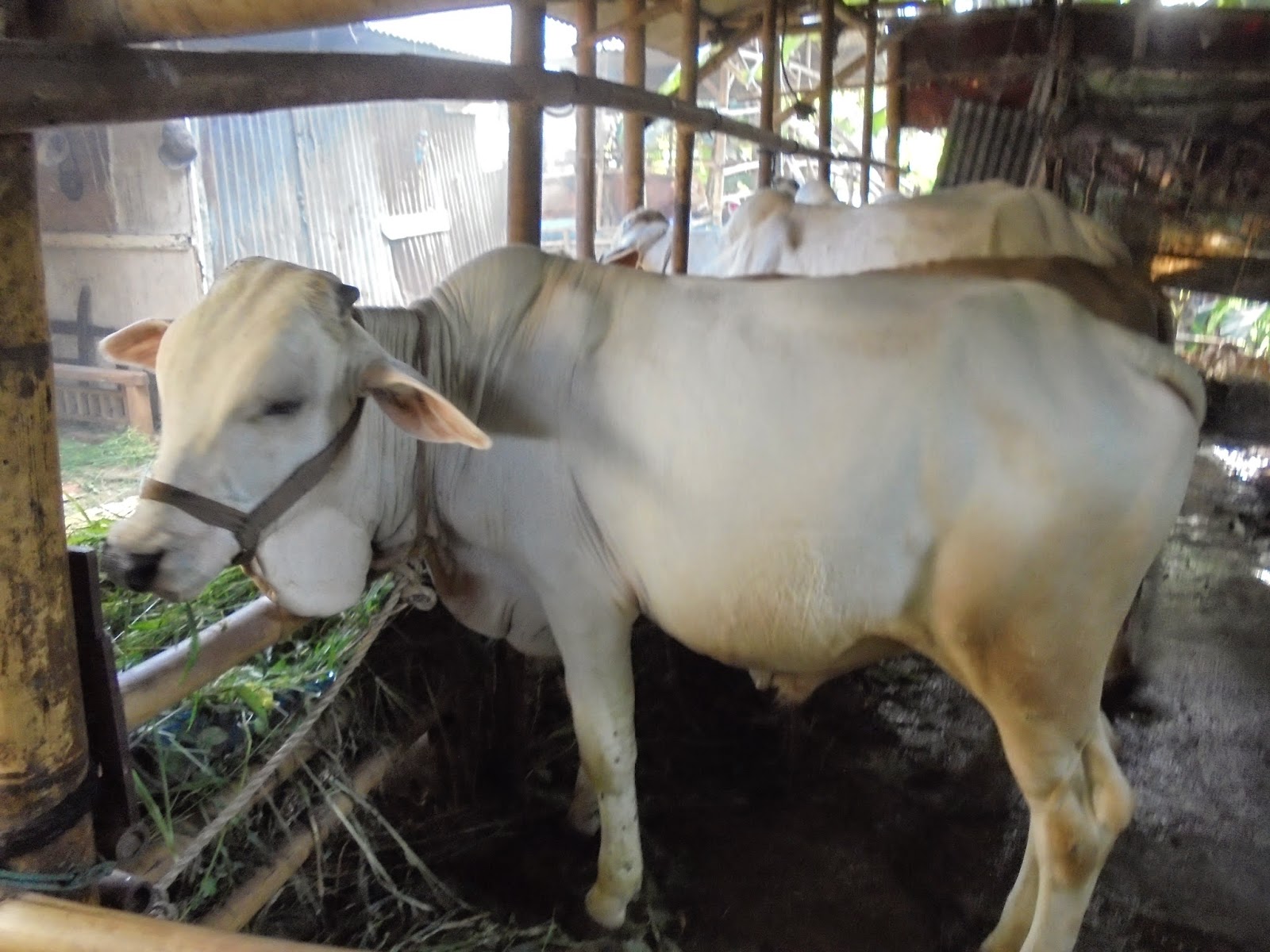 Kelompok Tani Ternak &quot;SatoAji&quot; Harga Perkiraan Sapi