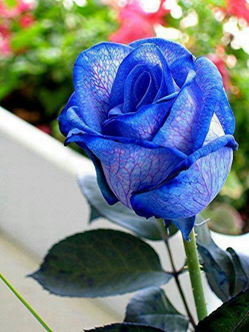 Flores Y Gifs Rosas Azules