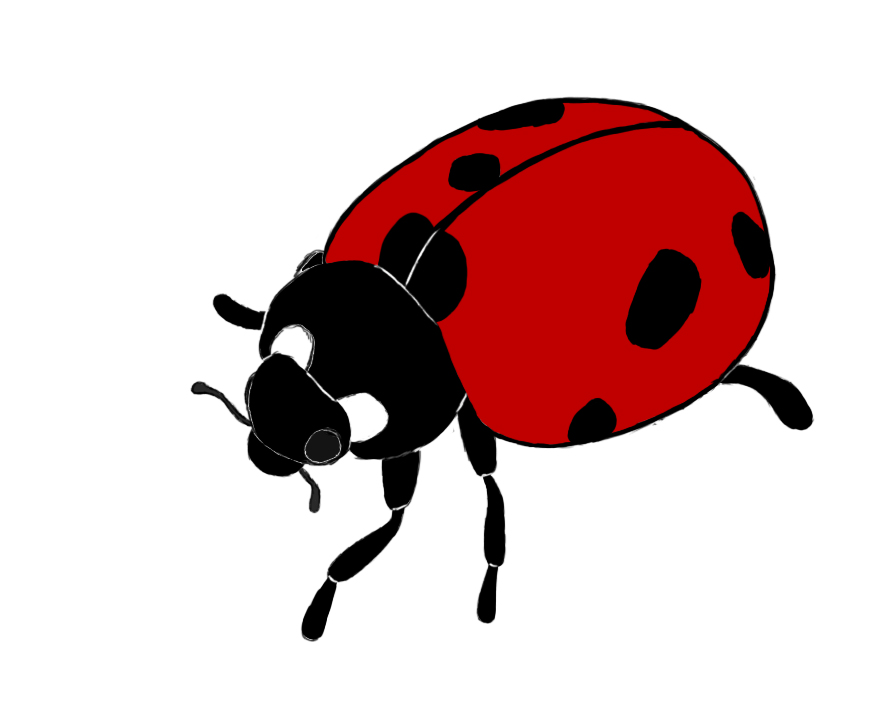 How To Draw A Ladybug - Draw Central