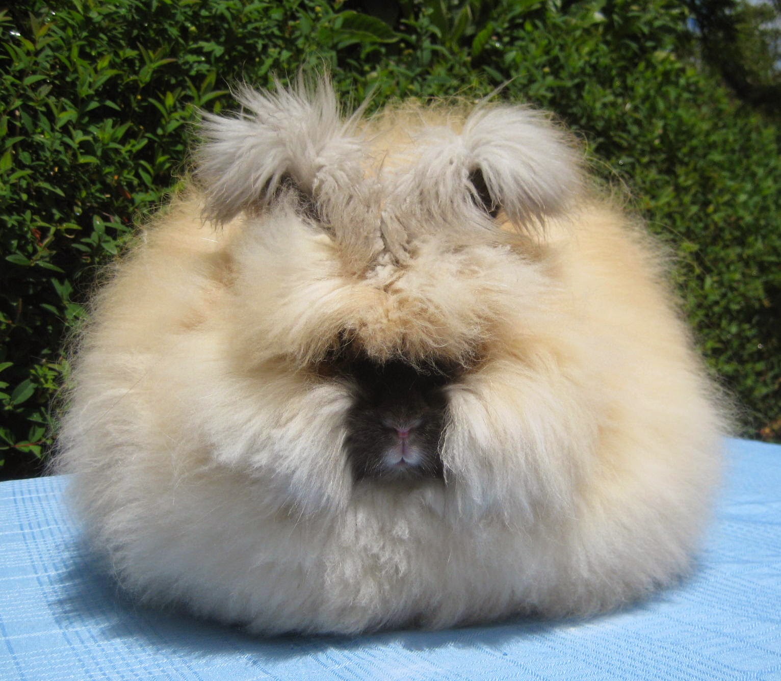 Tort Seal Lionhead Rabbit Lop Rabbit Fawn Lionhead Rabbit