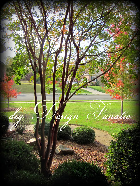 Currently, we still have a few more leaves than shown in this photo.