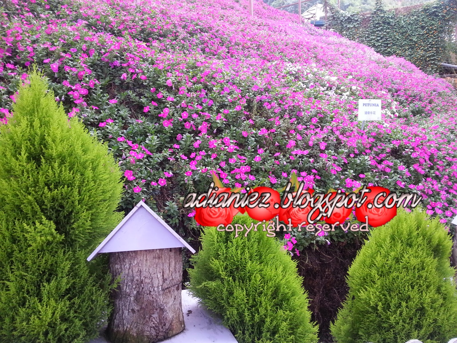 WALAUPUN HUJAN LEBAT, KU REDAH JUA MENDAKI KE CAMERON LAVENDER GARDEN