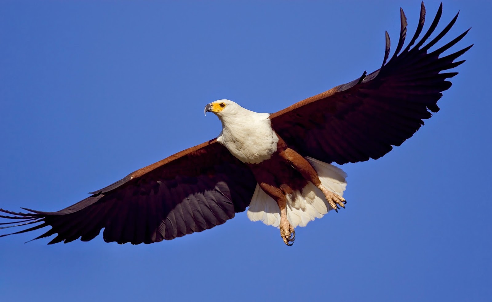 El Increible Vuelo de Renovación del