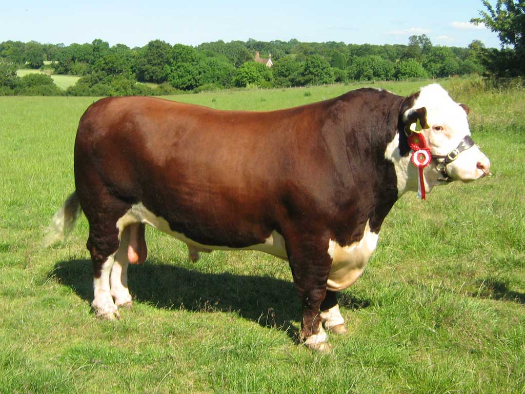 Bull Cow Facts And Pictures All Wildlife Photographs