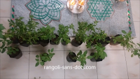 Tulsi-plant-for-Navratri-gift-ideas.png