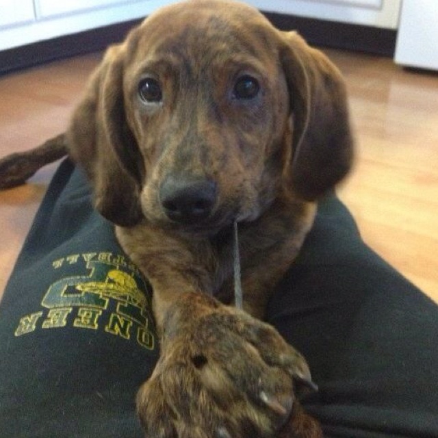 Are Hound Dogs Possessive Of Food Are Hound Dogs Possessive Of Food