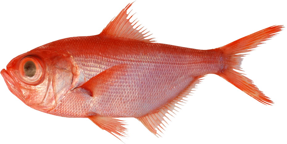 Resepi Ikan Merah Mata Besar - Ikan Mata Besar Masak Apa Sedap : Jadi