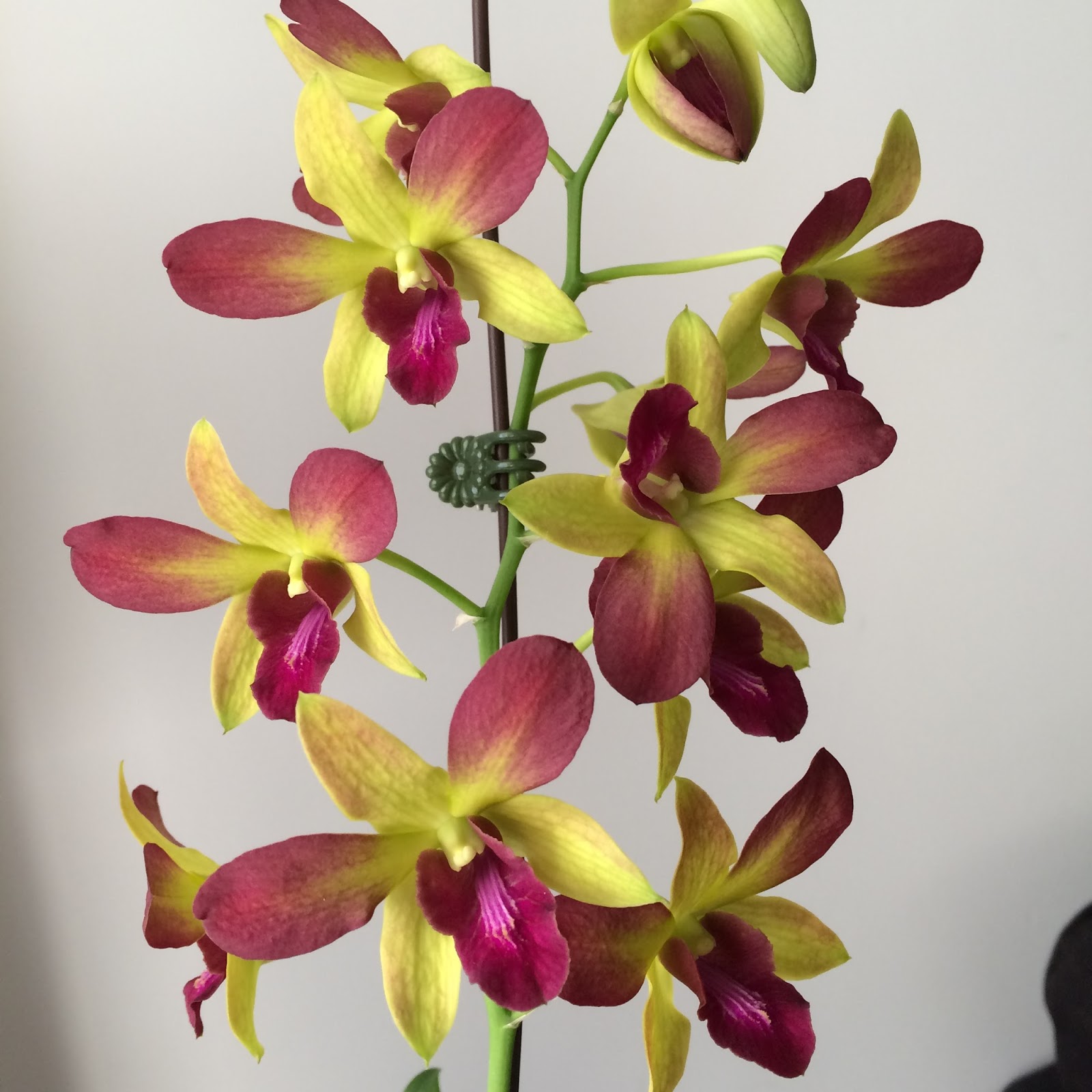 Balcony Orchid Garden Another New Dendrobium