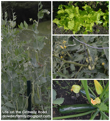 garden collage of snap peas, lettuce, tomatoes, and zucchini