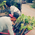 Jual Bibit Pisang Cavendish Harga Terjangkau