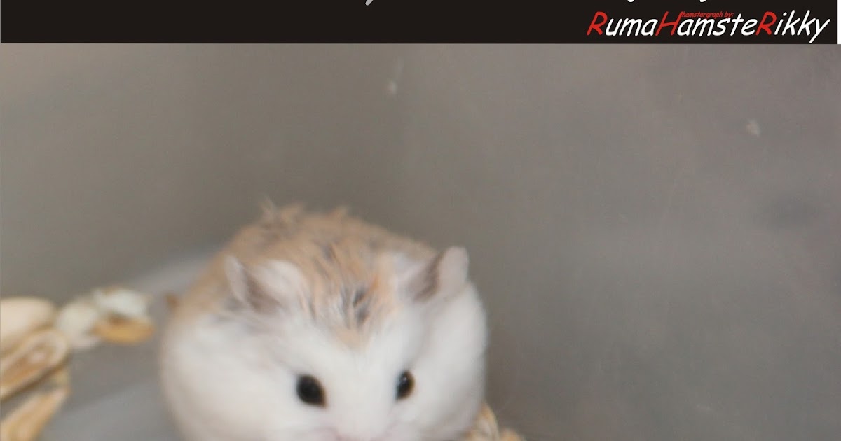 Hamster архиватор. 06. Архиватор хамстер. Код хамстер 25. 06.