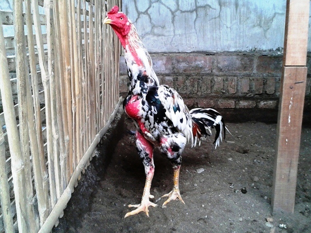 Ayam Aduan Asia 5 Kriteria Berkualitas Gambar Jago Yg