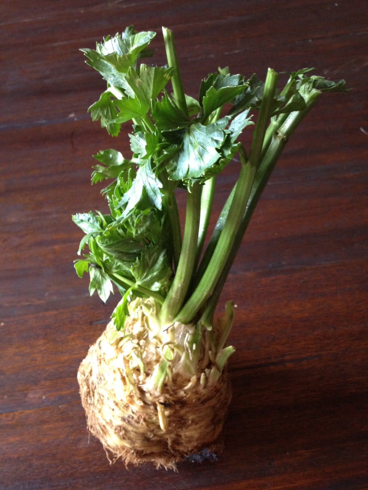 food musings, gathering atlanta fiddlehead foraging Celery Root