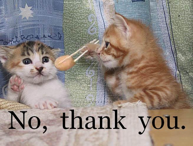 No, thank you. | Funny Cat Pictures