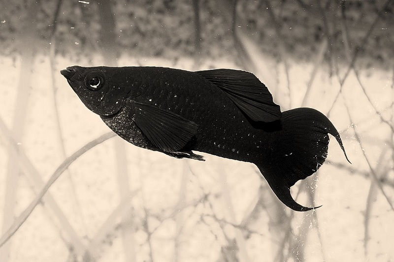 Gambar Ikan Hias Air Payau-Ikan Molly
