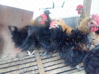 Galeri Foto Ayam Kate Walik Terbaru 3 Foto Ayam Kate Walik Terbaru Jual Ayam Hias Ayam Kate Walik Usia 2 Bulan