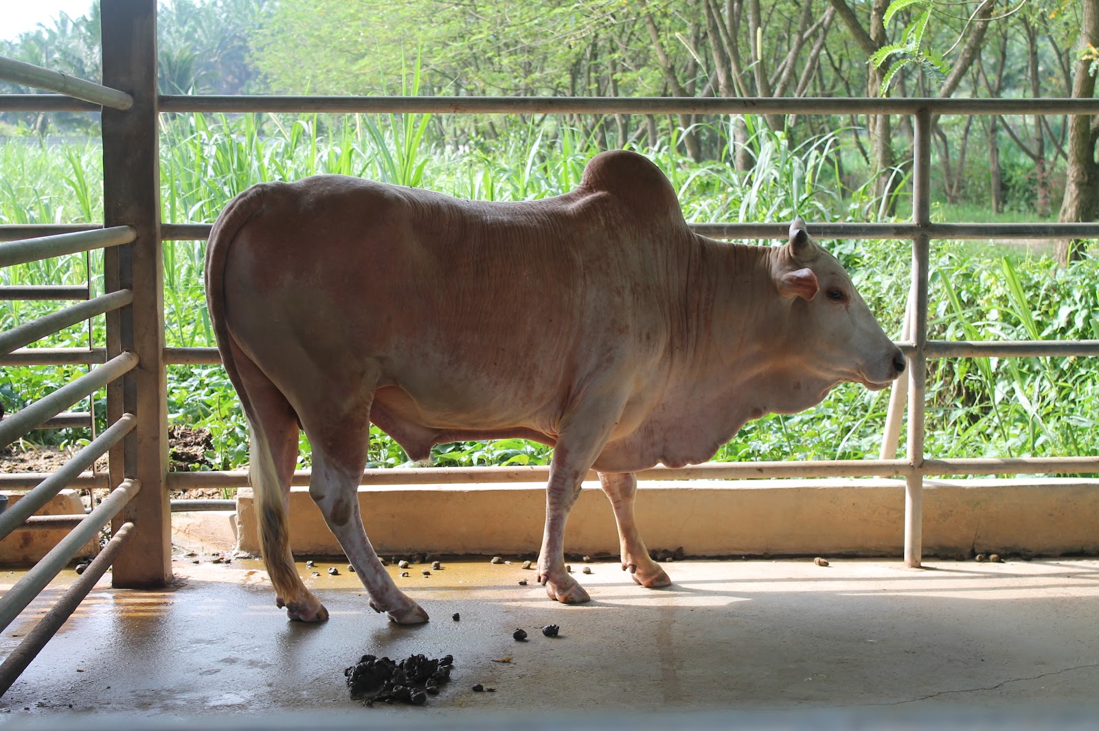 My Life..My Words... LA Goat Farm, Kluang