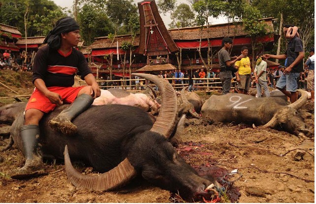 Lima Festival Kematian Paling Unik di Dunia Salah satunya dari Indonesia Lima Festival Kematian Paling Unik di Dunia Salah satunya dari Indonesia