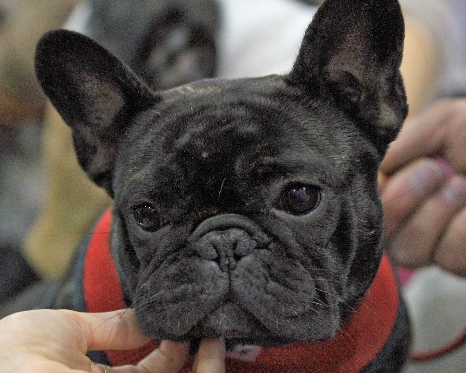 Pedigree Dogs Exposed - The Blog: Frenchies: breathtaking