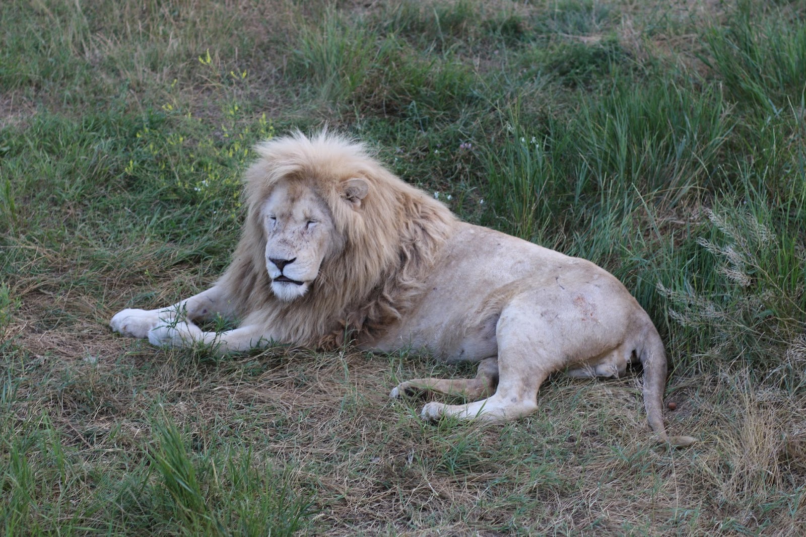 Тайган одежда. Зоопарк тайган в крыму. Парк львов тайган. Олег зубков тайган лев. Олег зубков и татьяна алексагина.
