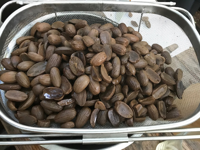 soaked acorns, foraged, pure food camp, Skane, Sweden