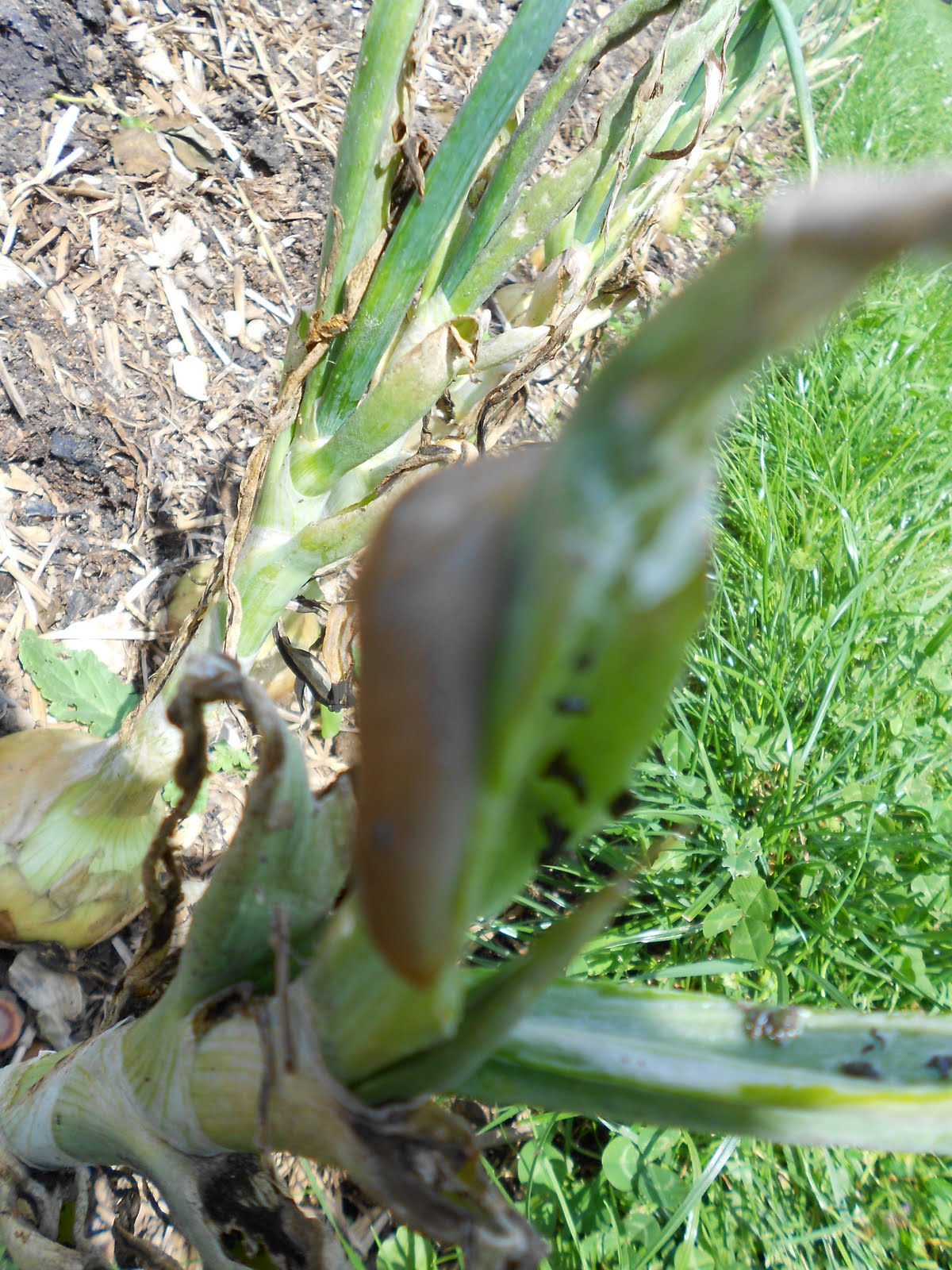 My Allotment what is eating my onion tops?