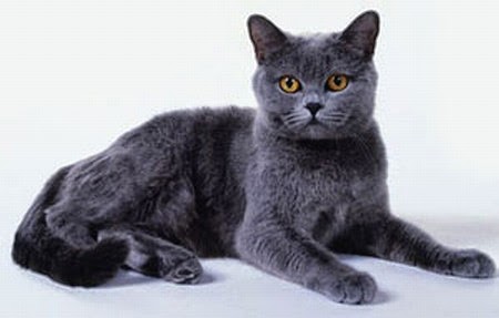 gato-chartreux-cartujo-caracteristicas-raza