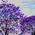 Descubra como tratar varizes usando o pó do pau d'arco roxo