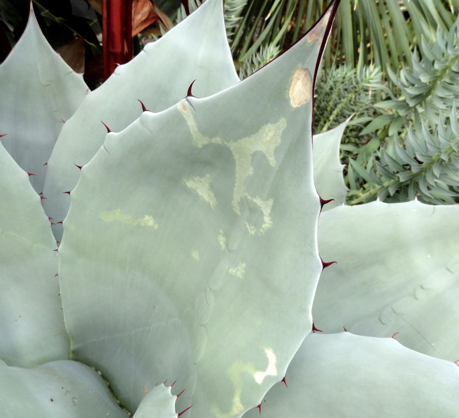 danger garden Learn from my mistakes 20 Agave Edema (this one hurts)...