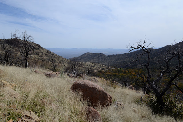burned remnants on the ridge looking out the valley