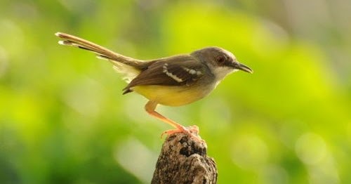 Nama Burung Merpati Yang Membawa Hoki Juara Blog Burung Dara