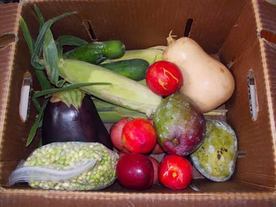 veggiebin produce delivery service