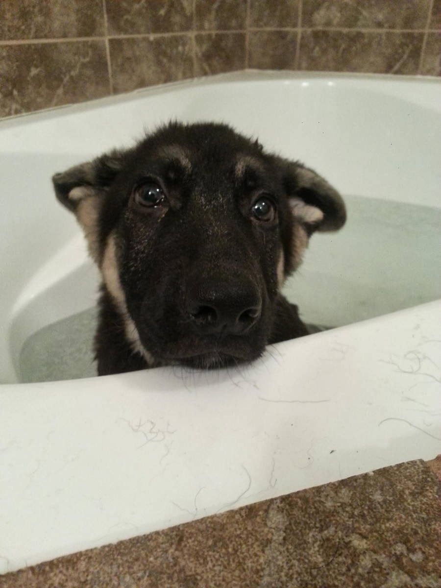 Cute dogs - part 9 (50 pics), puppy takes a bath
