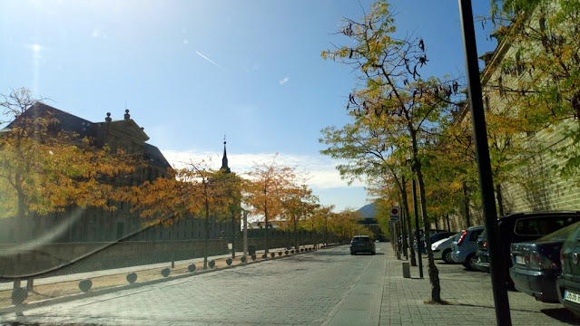 Acacia de tres espinas (Gleditsia triacanthos L.).