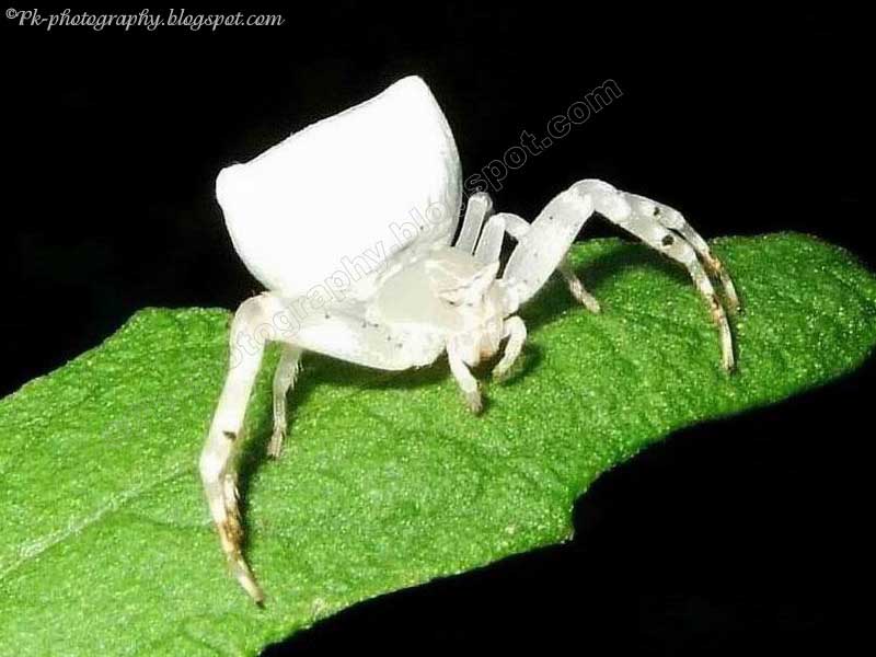 White Crab Spider Nature, Cultural, and Travel Photography Blog