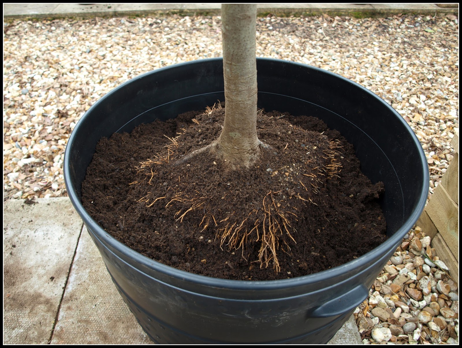 Mark's Veg Plot Repotting Bay trees