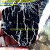 Batu FOSIL GALIH KELOR Hitam Motif Bentuk Lempengan 8 mm by: IMDA Handicraft Kerajinan Khas Desa TUTUL Jember  